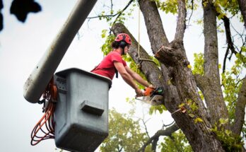 Tree Service Provider