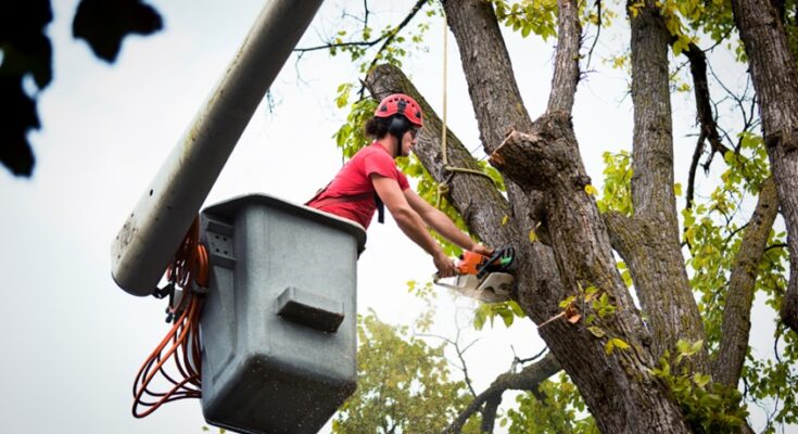 Tree Service Provider