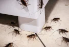 Why Cockroaches Are a Growing Problem in Branson Homes